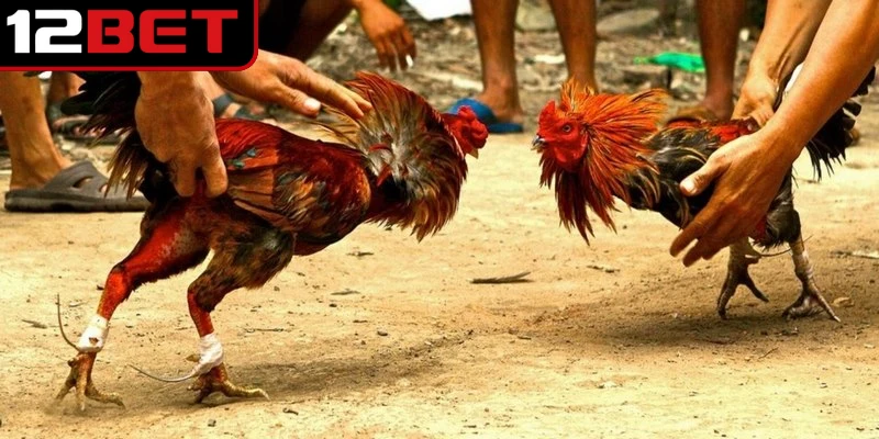 Đá Gà Ăn Tiền - Hình Thức Giải Trí Sôi Động Cuốn Hút 4 Đá gà trực tuyến thông qua các sân cược uy tín hiện nay