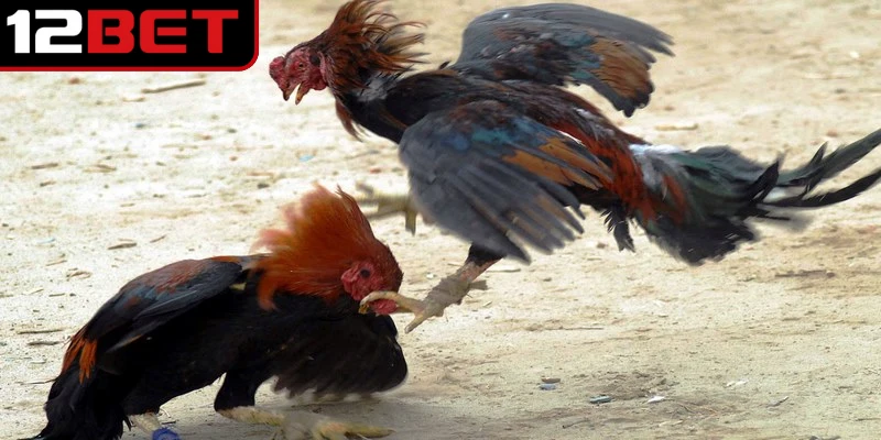 Đá Gà Trực Tiếp Thomo 24/7 - Xem Hay, Cá Cược Chuẩn 3 Hướng dẫn cách theo dõi đá gà trực tiếp Thomo 24/7 nhanh chóng