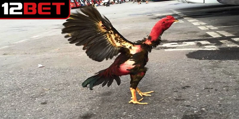 Gà điều được nhận biết qua bộ lông màu điều đặc trưng độc đáo