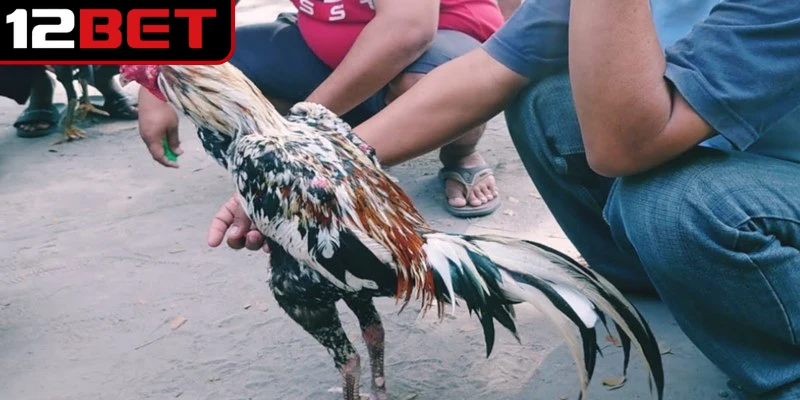 Gà Đá Cao Lãnh - Trải Nghiệm Chiến Kê Miền Tây Kịch Tính 2 Gà đá Cao Lãnh là dòng chiến kê nổi tiếng của miền Tây Nam Bộ