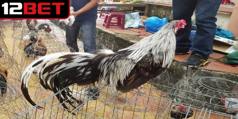 Gà Đá Cao Lãnh - Trải Nghiệm Chiến Kê Miền Tây Kịch Tính 3 Gà đá Cao Lãnh sở hữu thân hình cân đối, cơ bắp phát triển mạnh