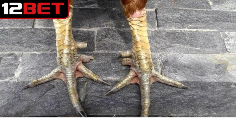 Hướng dẫn xem vảy gà đá cựa sắt chi tiết cho anh em cược thủ