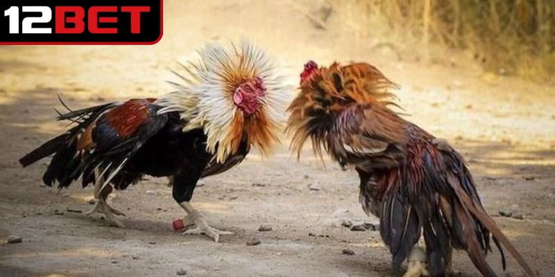 Thuật ngữ đá gà luôn được nhắc đến trong mọi sự kiện so tài