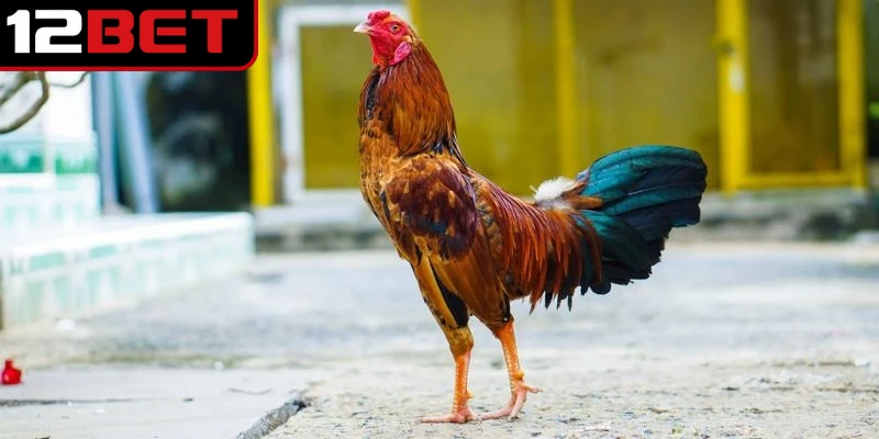 Vảy Gà Án Thiên - Cách Nhận Biết Và Ý Nghĩa Đặc Biệt 2 Vảy gà án thiên nằm sát đầu gối, thường ở vị trí cao nhất trong hàng nội của chân