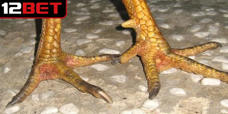 Hướng dẫn chăm sóc gà sở hữu vảy huyền trâm hiệu quả nhất