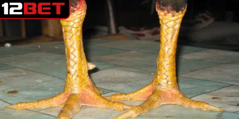 Vảy Gà Tam Tài - Bí Quyết Nhận Biết Và Chăm Sóc Chiến Kê 2 Vảy gà tam tài là một trong những loại vảy được các sư kê lâu năm đánh giá cao