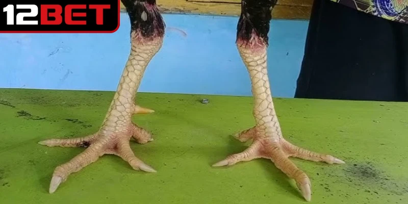 Vảy Gà Tam Tài - Bí Quyết Nhận Biết Và Chăm Sóc Chiến Kê 3 Nhận biết vảy gà tam tài không quá khó nhưng đòi hỏi sự quan sát tỉ mỉ