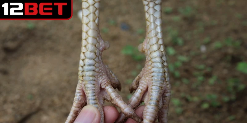 Vảy Gà Tứ Quý Phủ Địa - Điểm Nổi Bật Của Chiến Kê Hiếm 2 Vảy gà tứ quý phủ địa là dạng được hình thành bởi 4 vảy đều nhau